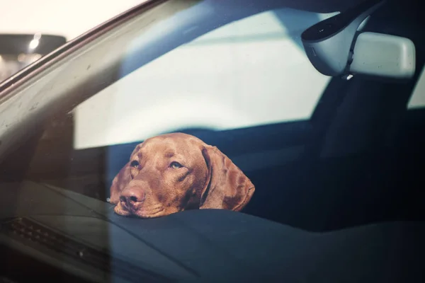 Triste perro dejado solo en coche cerrado . Imágenes de stock libres de derechos