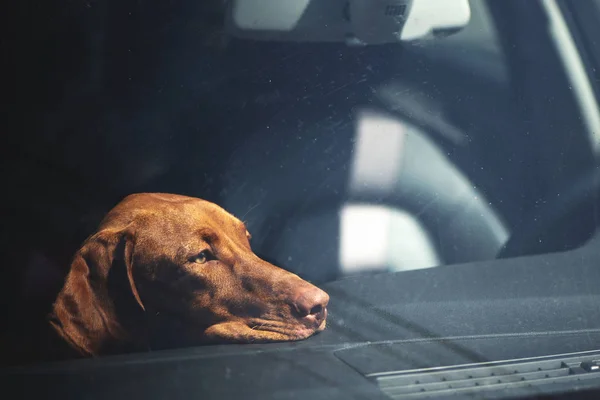 Dreary köpek kilitli arabada yalnız bıraktı.