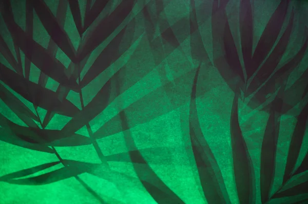 Yeşil tropikal palmiye arka ışıkta gölgeler bırakır — Stok fotoğraf
