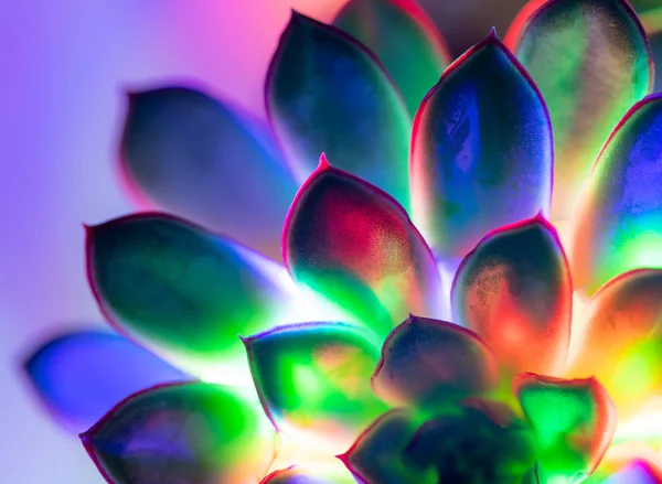 Trendiger Neon-Hintergrund mit saftigen Pflanzen. — Stockfoto