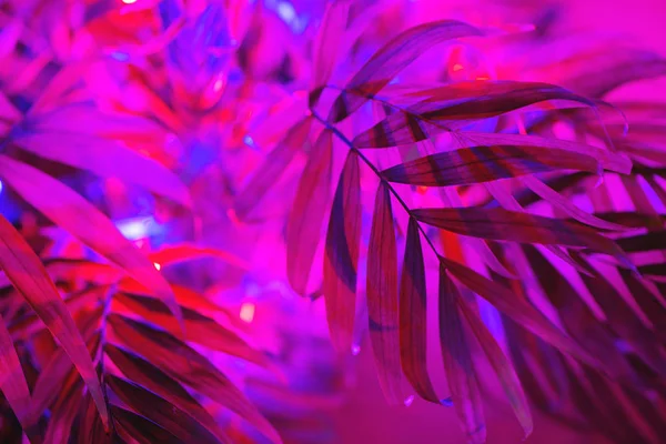 Nahaufnahme tropischer Palmenblätter im neonrosa Hintergrundlicht — Stockfoto