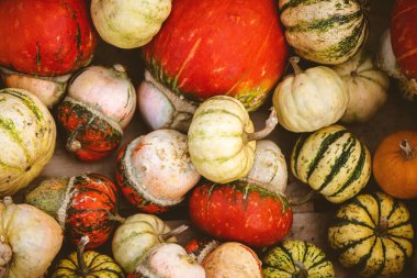 Çeşitli rengarenk balkabaklarının sonbahar arkaplanı.