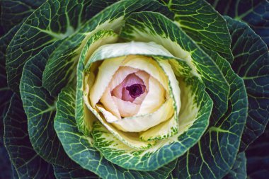 Dekoratif lahana Brassica 'nın arka planını kapat.