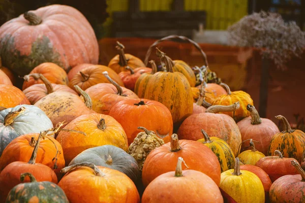 Fondo de otoño con calabazas variadas en el mercado de agricultores . — Foto de Stock
