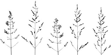 Basit dallar, yabani otlar. Çizim, beyaz üzerine siyah çizgiler. Modern dekor için.