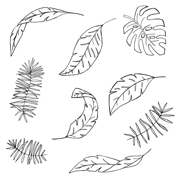 Vector Mão Desenhado Plantas Tropicais Coleção Tropical Ilustração Desenhada Mão — Vetor de Stock
