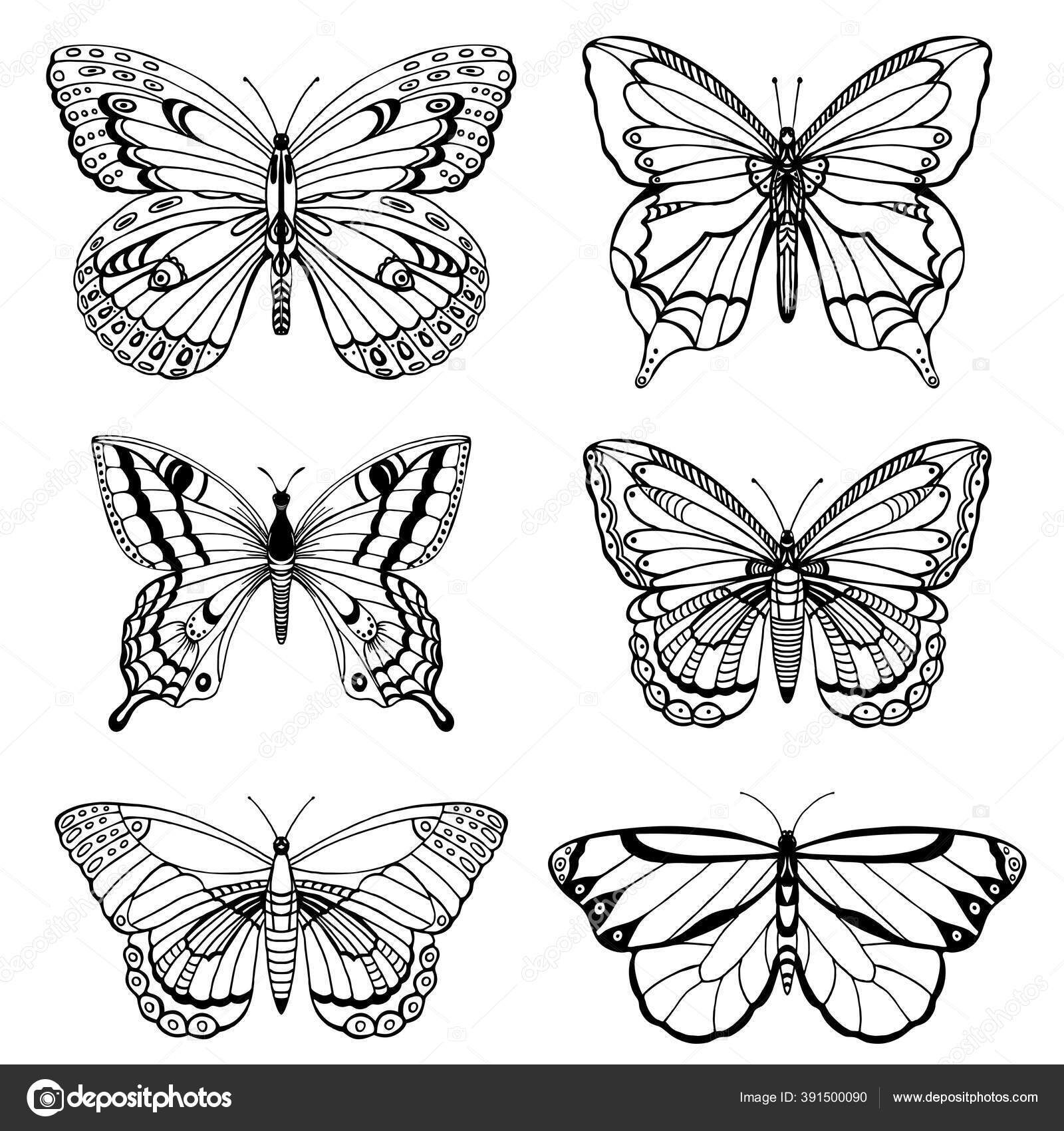 pix Hand Drawing Butterfly Sketch Drawing depositphotos
