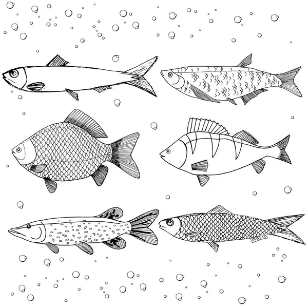 海鱼和河鱼的病媒草图 琵琶鱼 沙丁鱼 孤立鱼素描 体育或鱼类市场主题 — 图库矢量图片