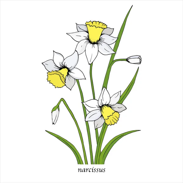 Flor Narciso Blanco Con Hojas Verdes Flores Primavera Ilustración Vector — Vector de stock