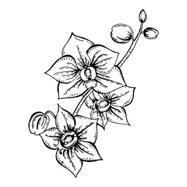 Çiçekli orkide dallarının güzel siyah beyaz vektörü. 