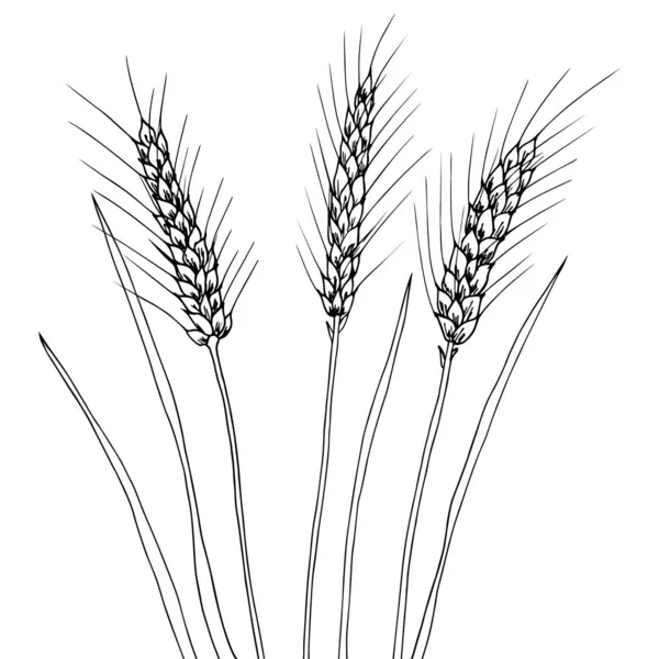 Vektorillustration Von Hand Zeichnen Weizenähren Schwarze Linienzeichnung Ohrenschnitt Isoliert Auf — Stockvektor