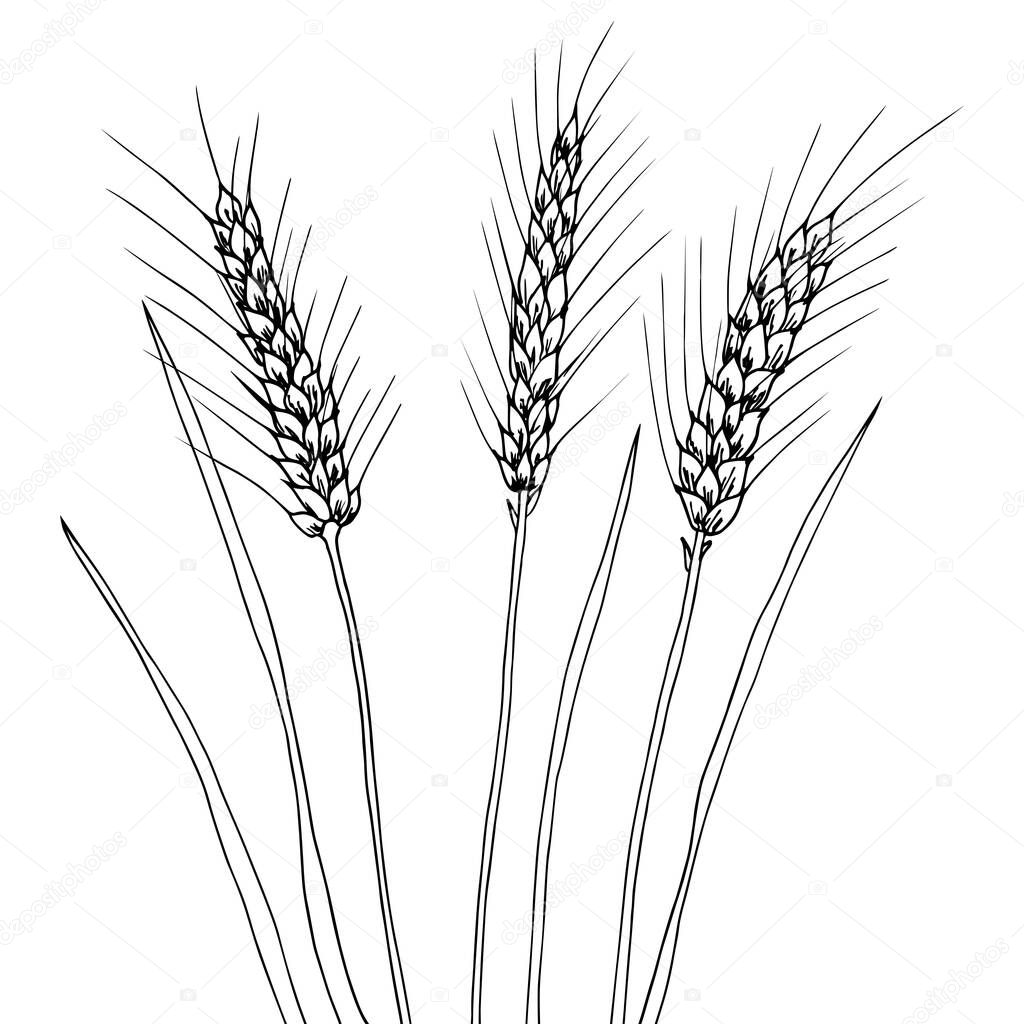 Vector illustration of hand draw wheat ears. Black line art drawing, ear crop isolated on white background. 