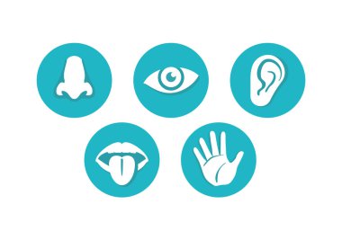 Beş duyu - dokunmak, görmek, duymak, koklamak, tatmak