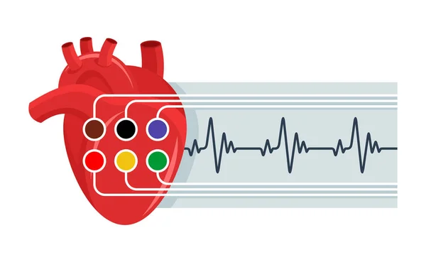 Icono de electrocardiografía con corazón humano — Vector de stock
