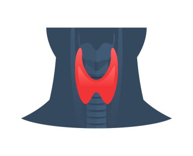 Tiroid bezi tıbbi çizimi