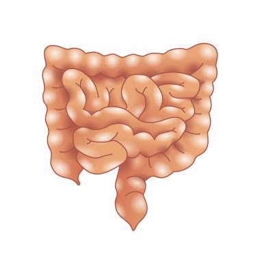 Bağırsak - insan iç organlarının anatomisi