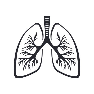 Soluk borusu dallı akciğerler.