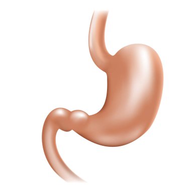 Mühürlü mide - insan iç organı