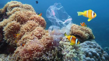 Deniz şakayıkları ve plastik torbayla kirletilmiş palyaço balıklarıyla dolu güzel mercan resifleri. Çevre koruma kavramı.