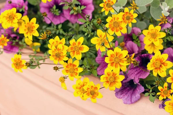 Bidens Ferulifolia Schöne Gelbe Blüten Die Zusammen Mit Anderen Pflanzen — Stockfoto