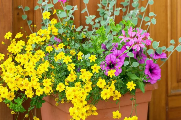 Bidens Ferulifolia Bellissimi Fiori Gialli Piantati Insieme Altre Piante Vaso — Foto Stock