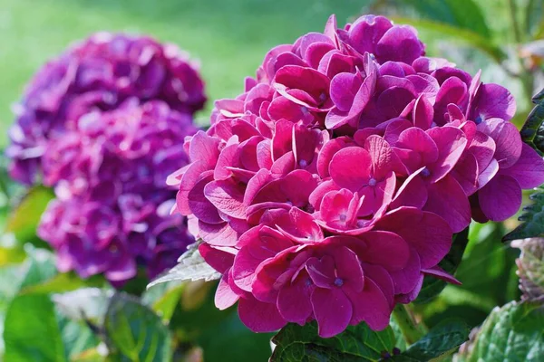 Hydrangea makrophylla veya Hortensiya çiçeği