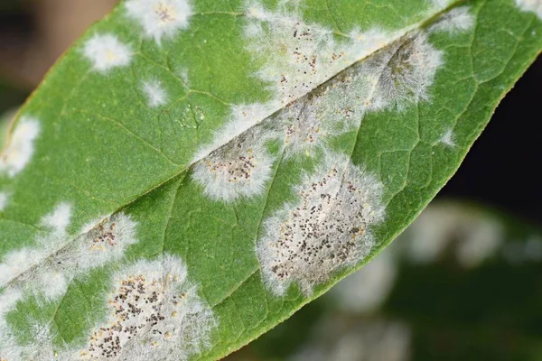 粉状霉菌 植物疾病详情 — 图库照片