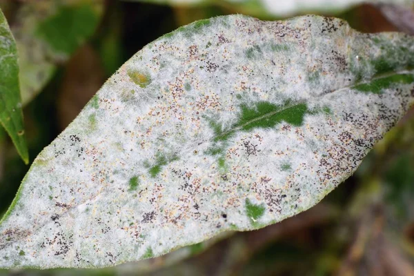 Detail of powdery mildew, plant disease — Stock Image Detail Powdery Mildew Plant Disease Royalty Free Stock Images