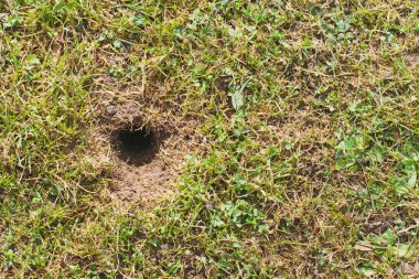 Mouse or vole hole in the spring  lawn, lawn cultivation problem clipart