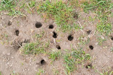 Mouse or vole hole in the ground, lawn cultivation problem, agriculture problem. Rodents overpopulation. clipart
