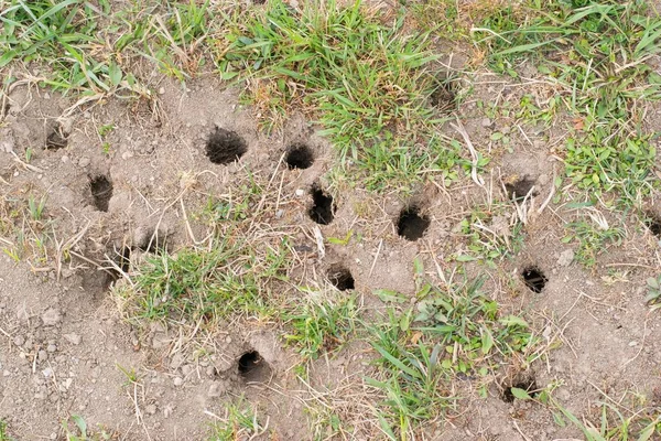 Mouse Vole Hole Ground Lawn Cultivation Problem Agriculture Problem Rodents — Stock Photo, Image