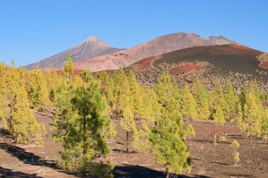 Volkan Samara, Ulusal Park Pico del Teide, Tenerife Kanarya Adaları, İspanya. Ufukta Teide Dağı ve Pico Viejo 'nun kraterleri ve zirveleri görünüyor. Tipik Pinus kanaryasının kanarya ormanı..