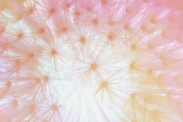 Абстрактный Фон Цветок Одуванчика Крупным Планом Цветовая Гамма — стоковое фото