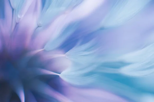 Soft Abstract Gradient Background Abstract Dandelion — Stock Photo, Image