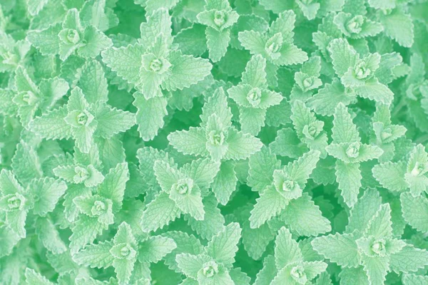 Minzkraut Angesagter Neo Mint Farbe — Stockfoto