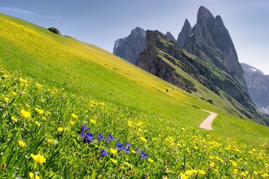 Çiçekli bahar dağları. Seceda, Dolomitler, İtalya. 
