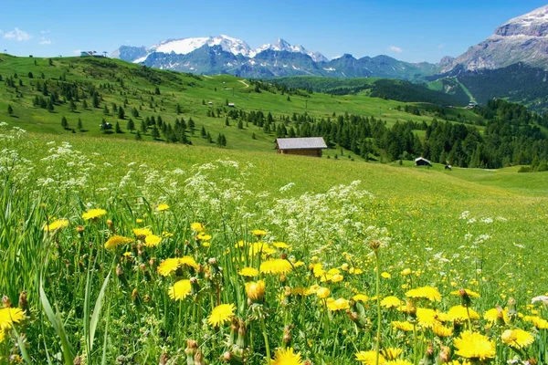 Beautiful Mountain Scenery Blooming Pastures Marmolada Peak Horizon Dolomites Italy — Stock Photo, Image