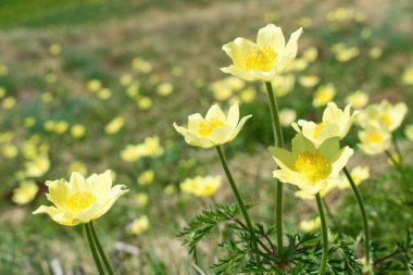 Pulsatilla alpina ya da Anemone alpina, Dağ çayırındaki kır çiçekleri, Dolomitler İtalya, Avrupa Alpleri