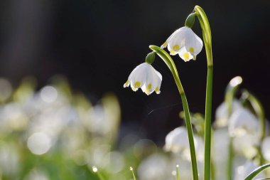 Parlayan güneş ışığında bahar çiçekleri, Leucojum vernum, buna ilkbahar kar tanesi denir.