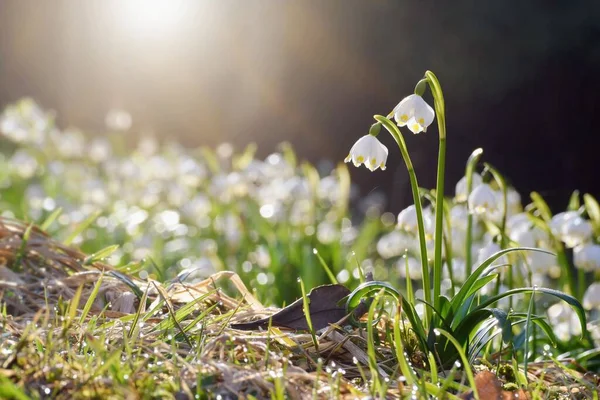 Parlayan Güneş Işığında Bahar Çiçekleri Leucojum Vernum Buna Ilkbahar Kar — Stok fotoğraf