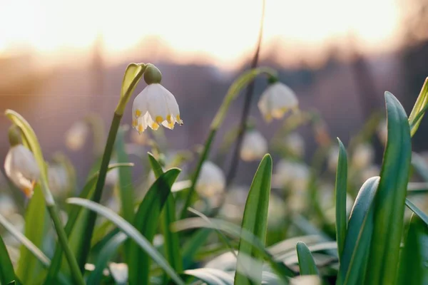 Frühlingsblumen Gleißenden Sonnenlicht Leucojum Vernum Frühlingsschneeflocke Genannt — Stockfoto