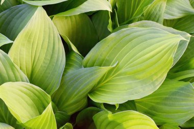 Taze yeşil hosta yaprakları, Hosta plantaginea