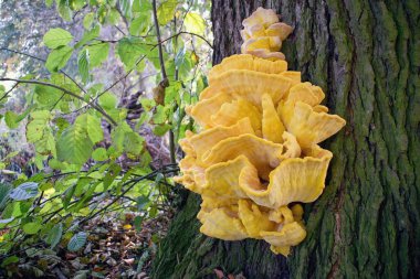 Ormanların yengeci, sülfür poliporu, sülfür rafı ya da orman tavuğu. Laetiporus sulphureus, mantargiller (Felidae) familyasından bir mantar türü.)