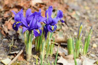 Iris Reticulata - Ağ Gözü