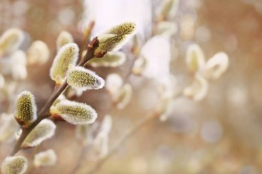 Taze bahar yakalayıcı dalları 