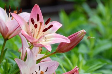 Bahçede pembe zambak, Lilium orientalis.