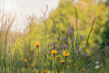Güzel yaz manzarası, çayırdaki yabani çiçekler. Sıcak gün batımı ışığı.
