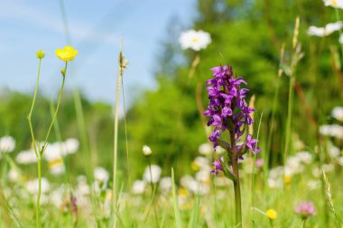Dactylorhiza majalis - nesli tükenmekte olan vahşi orkide (Batı bataklık orkidesi, geniş yapraklı bataklık orku., fan orch., yaygın bataklık orkidesi, veya İrlanda bataklık orkidesi.)