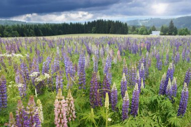 Çiçekli dağ çayırı, Lupinus polifilus çiçekleri.