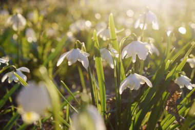 Sabah ışığında bahar çiçekleri
